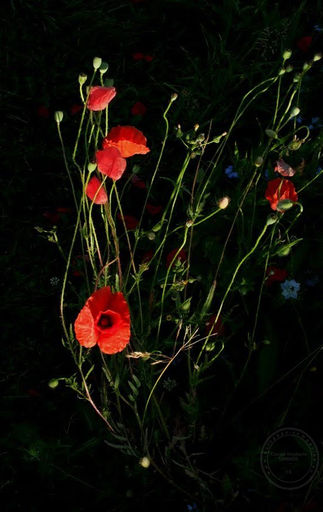 jardin-stephanie-carraro.jpg