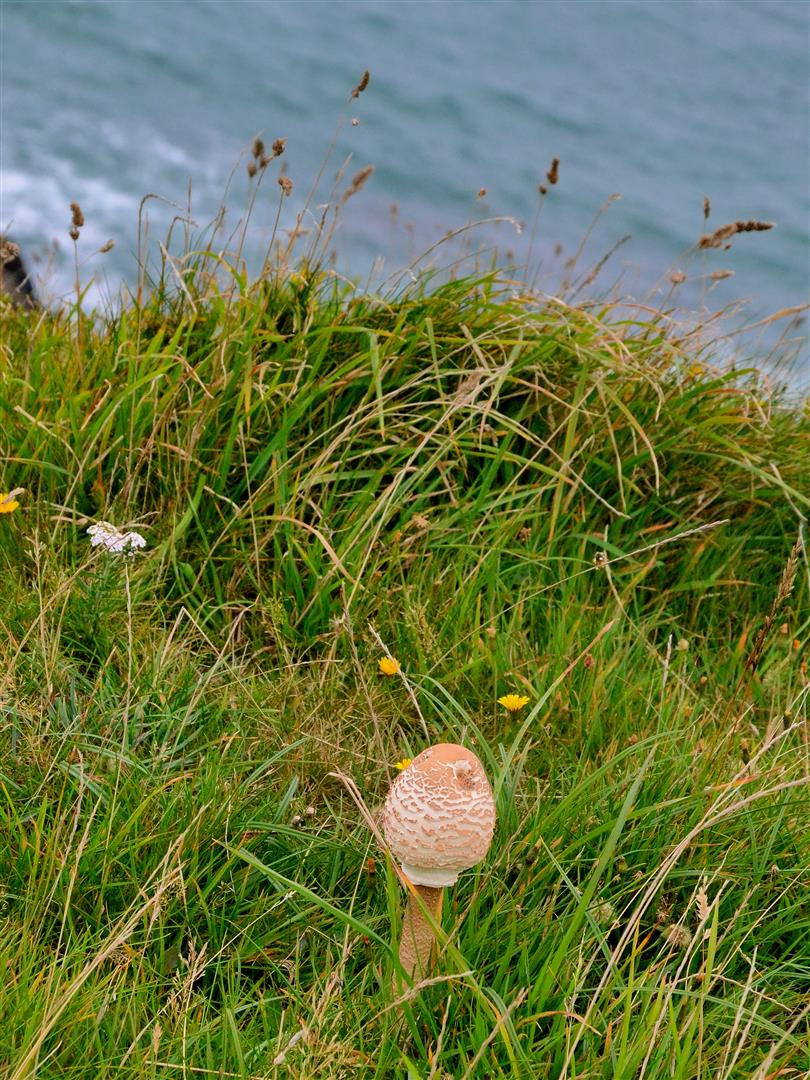 Parasol mushroom