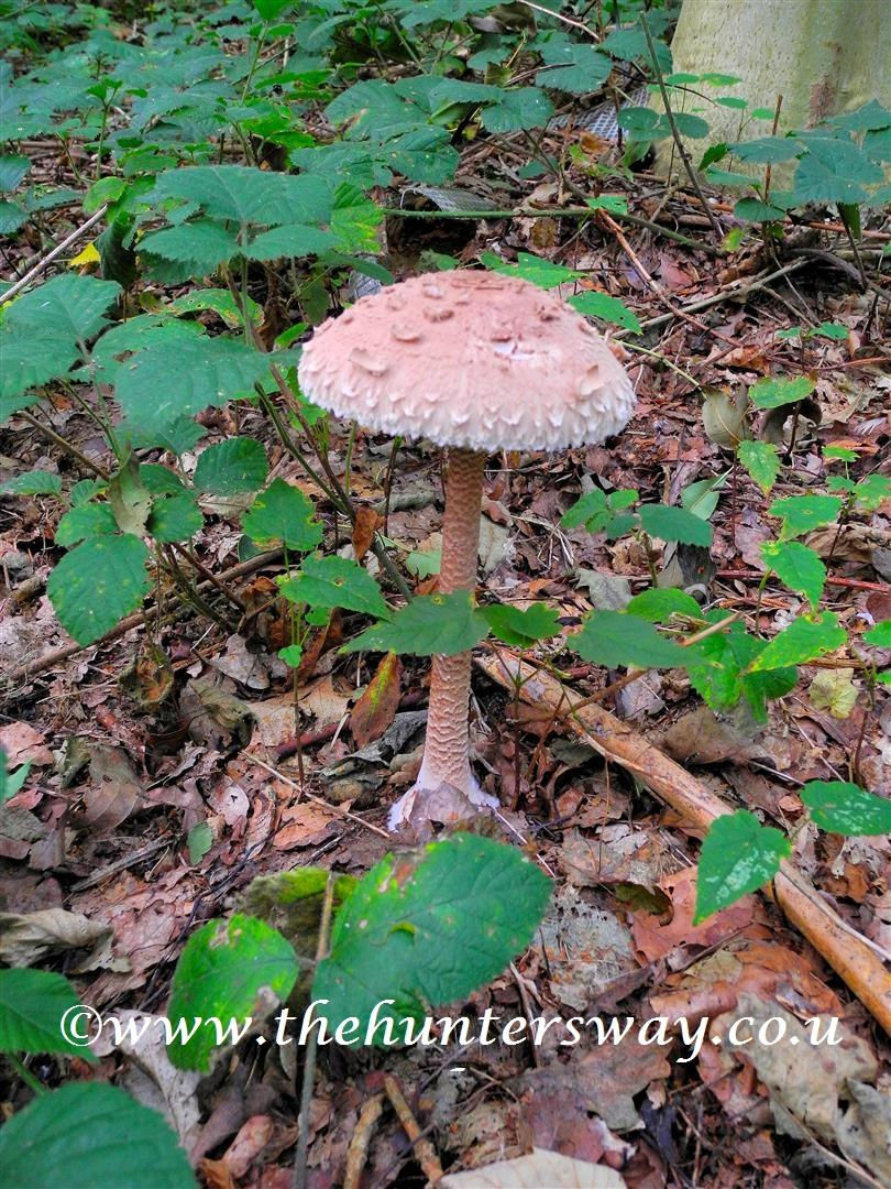 shaggy parasol (2).JPG