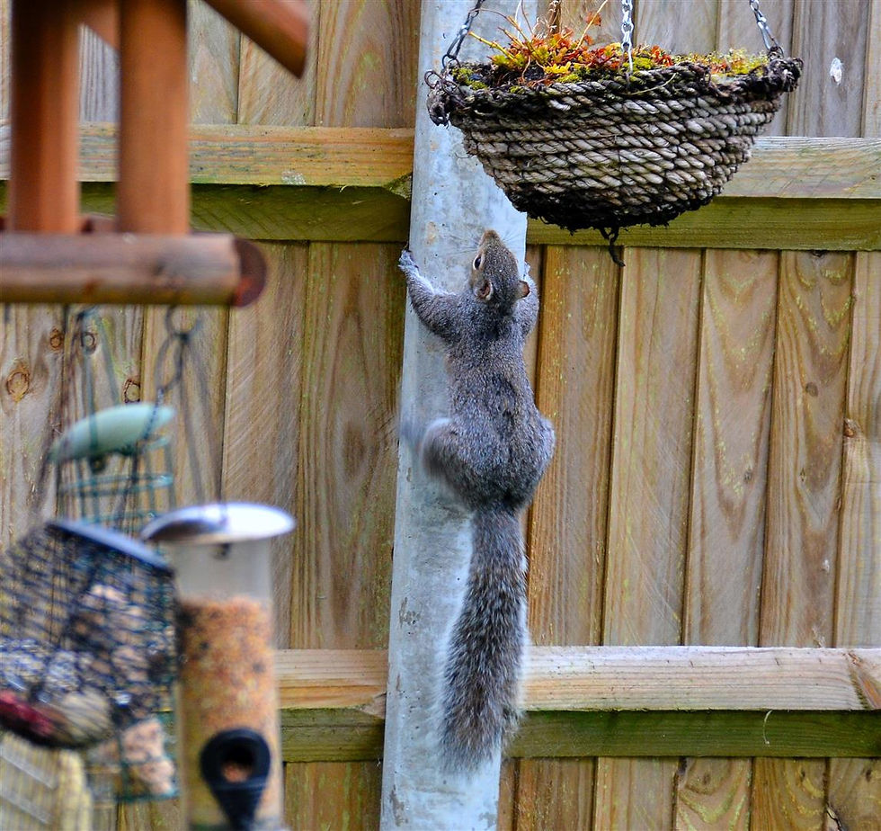 Grey squirrel raiding garden (2).JPG