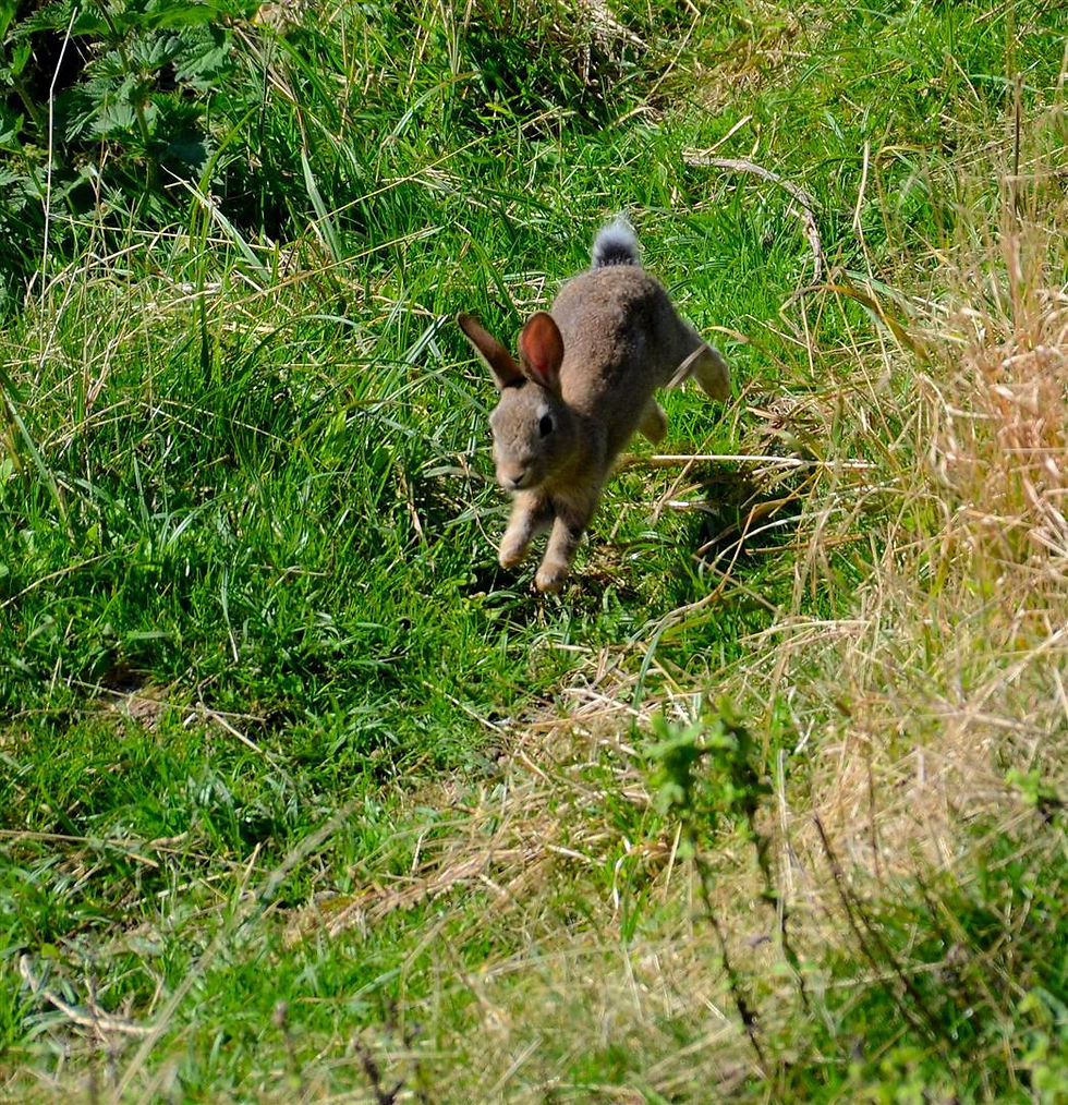 Coastal rabbit (3)