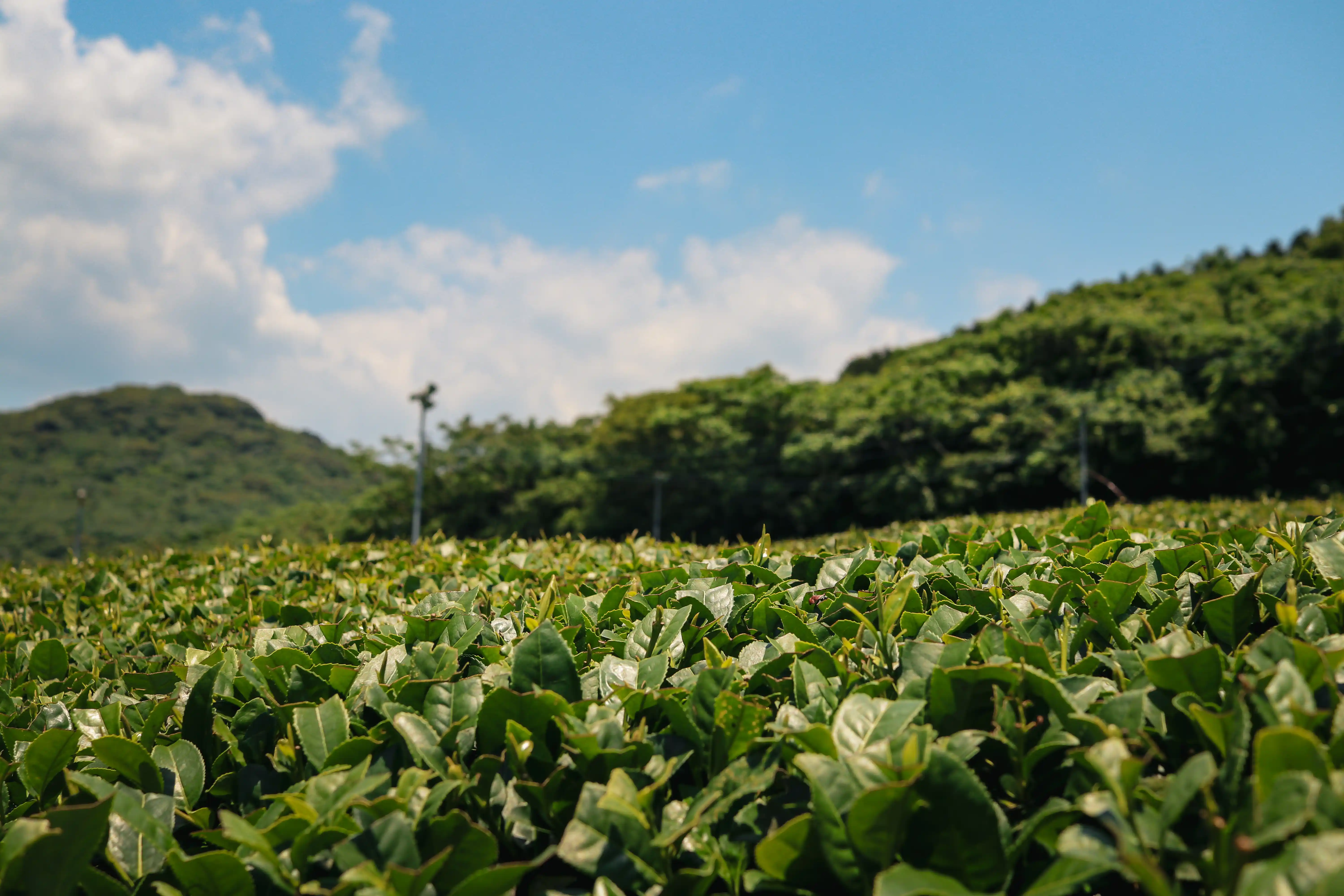 kagoshima région thé japon setsuna