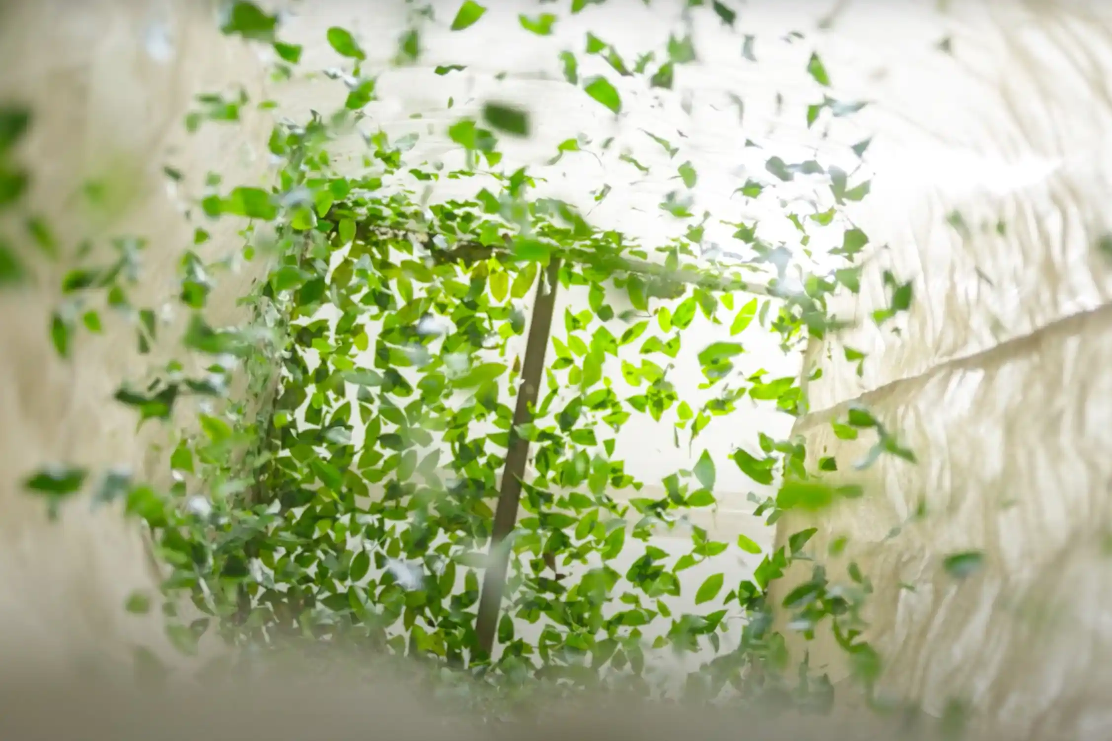 thé matcha kawane setsuna japon