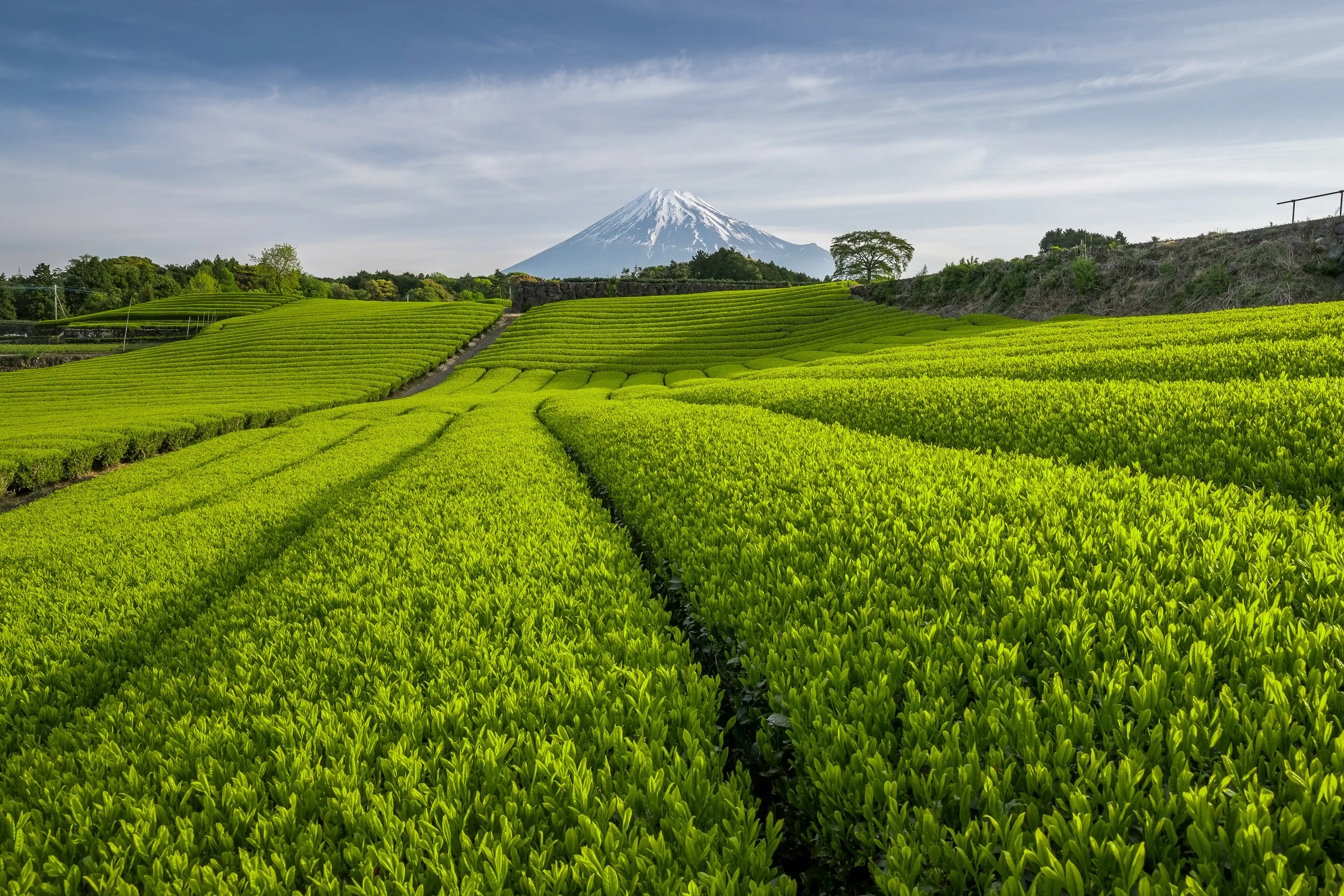 shizuoka région thé japon setsuna