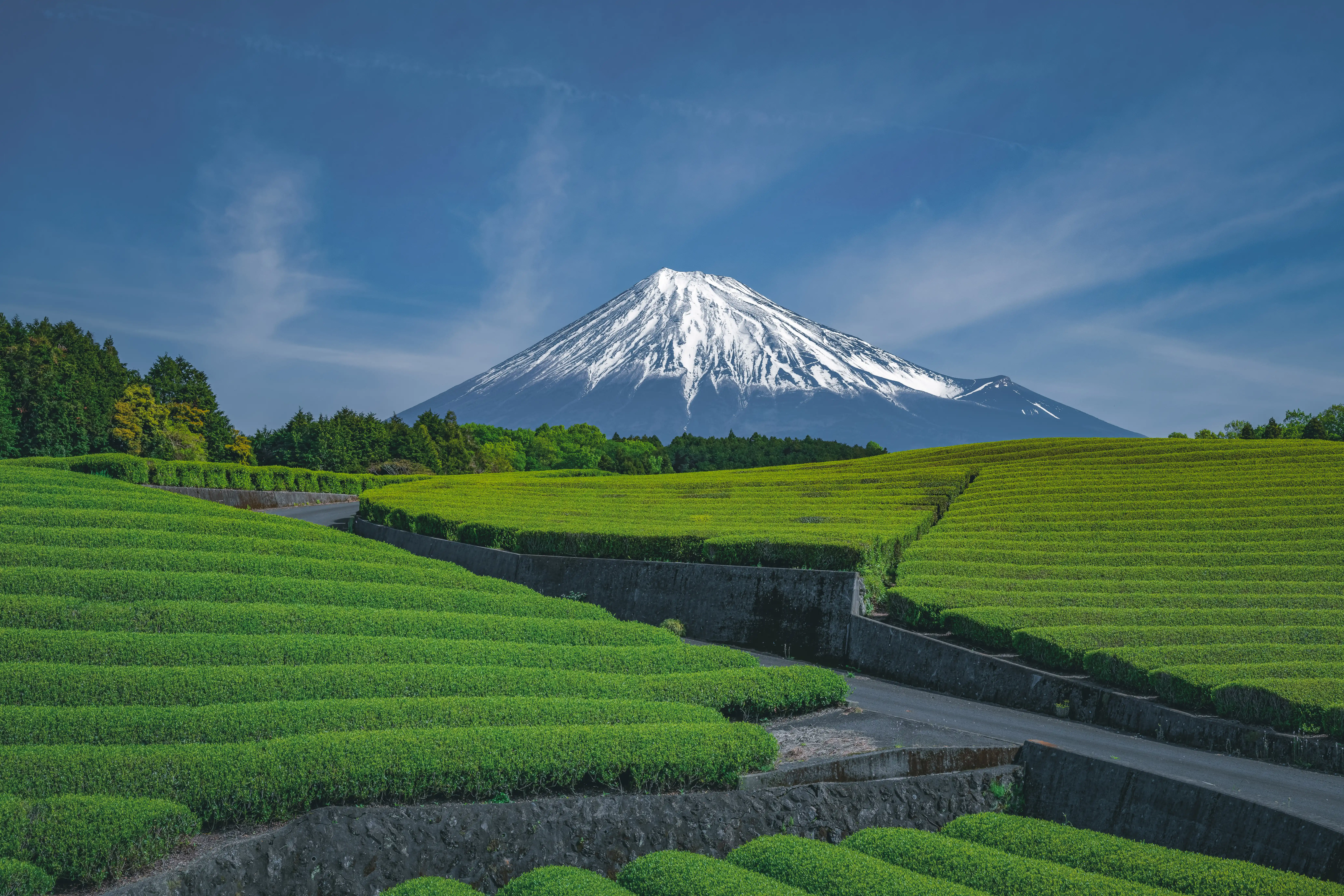 thé japon mont fuji setsuna