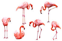Flamingo Poster