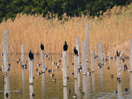 身近にいる頑固な人