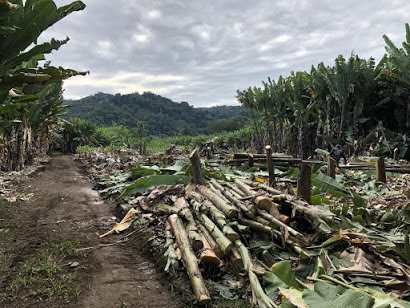 Banana Waste in India