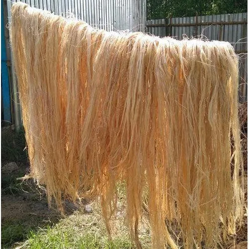 Banana Fiber Drying