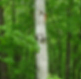 white birch2.jpg