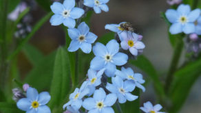 Myosotis