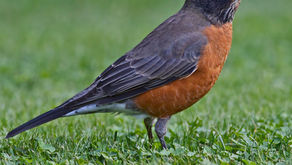 Merle (Turdus Migratorius)