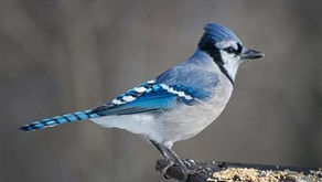 Gaie Bleu (Clanocitta cristata)