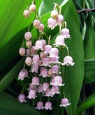 Muguet
