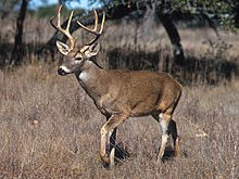 Cerf de Virginie (Odocoileus virginianus)
