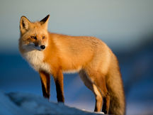 Le Renard et le Trappeur
