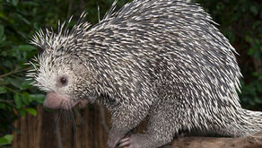 Porc-épic (Erethizon dorsatum)