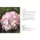 Thumbnail: Hydrangeas Beautiful Varieties For Home and Garden