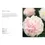 Thumbnail: Peonies: Beautiful Varieties For Home & Garden