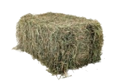 Hay_edited.png