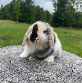 holland-lops-bunny
