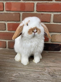 holland-lops-bunny