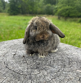 holland-lops-bunny