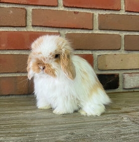 holland-lops-bunny