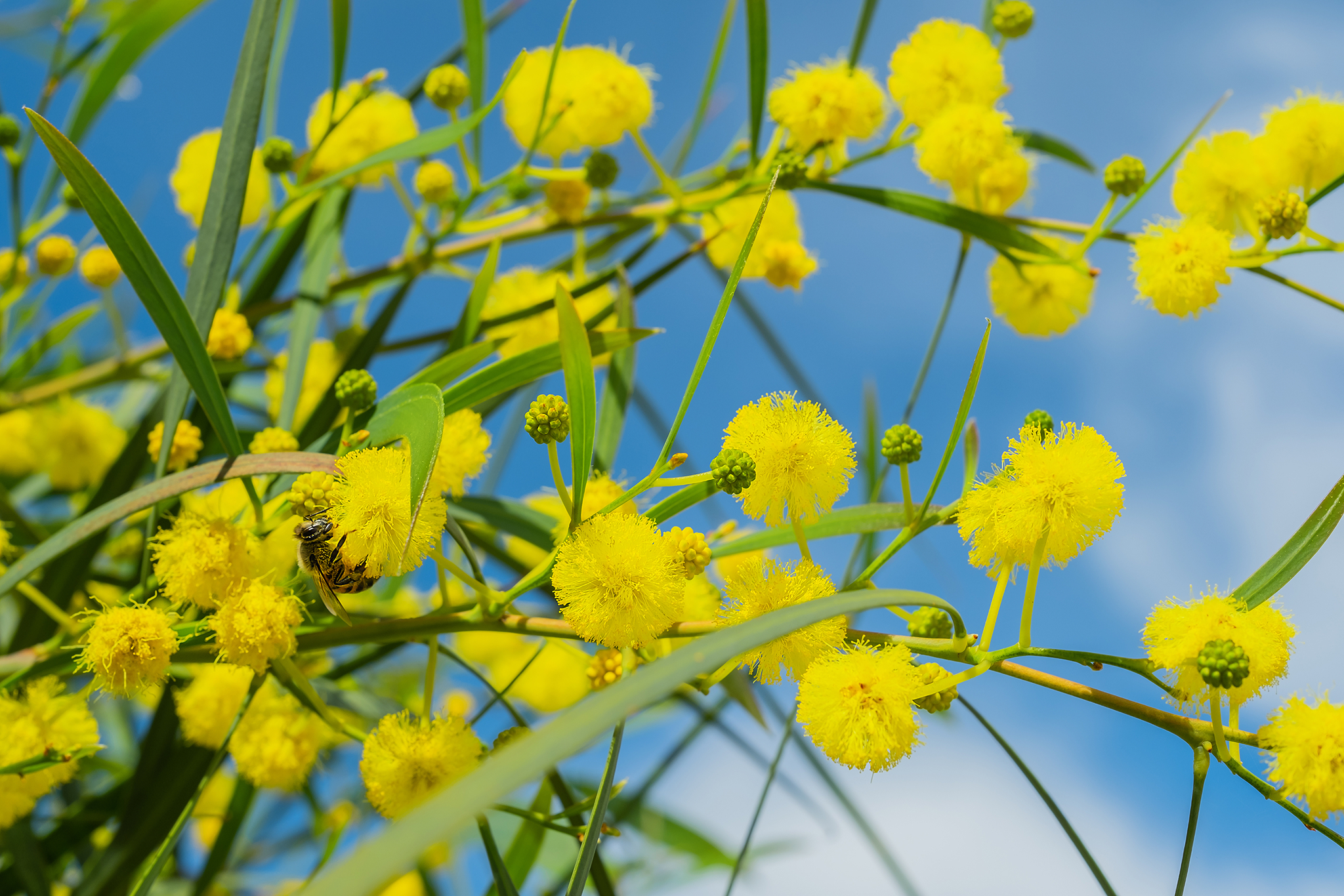 bright-yellow-mimosa-flowers-aegean-coast-idea-background-postcard-spring-bright-flowers-a