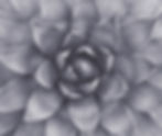 Succulent_edited.jpg