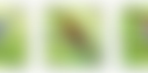 Nova emissão dos Correios - Aves Brasileiras