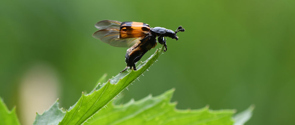 Nicrophorus_hebes_2024_12.JPG