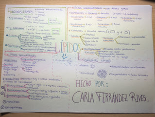 Esquema de los lípidos.