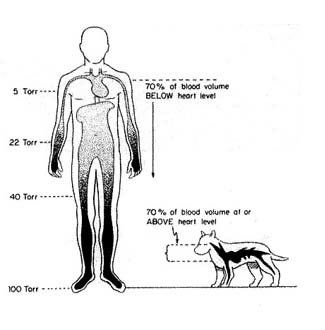 HumanAnimalHeart2-Comp.jpg