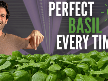 How to Grow Basil Microgreens Like a Pro (Step-by-Step for Beginners)
