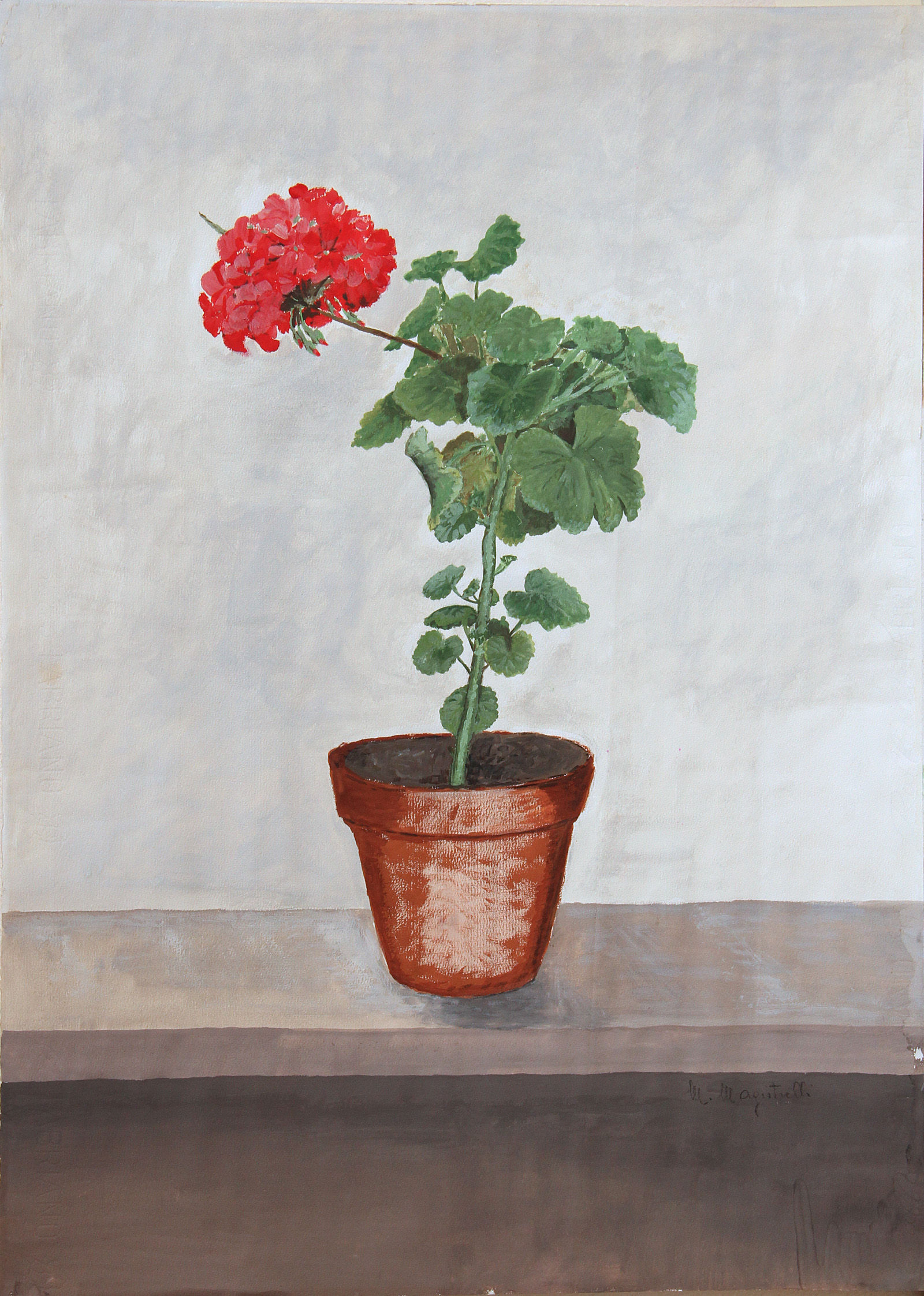 Geranio in vaso su fondo grigio