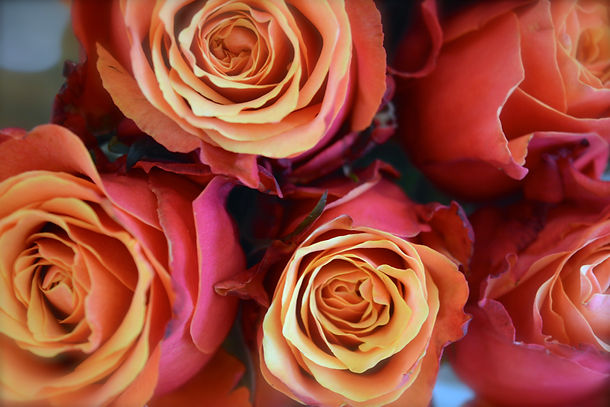 Wedding roses