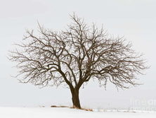 Community Orchard – Wassail! – NEW DATE