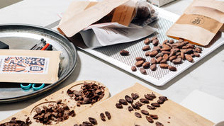 Atelier cacao à Paris 11 : table de dégustation avec fèves de cacao, sucres et outils d’analyse sensorielle lors d’un atelier de cacao de spécialité.