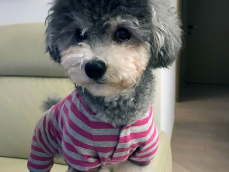 Happy Chinese New year !