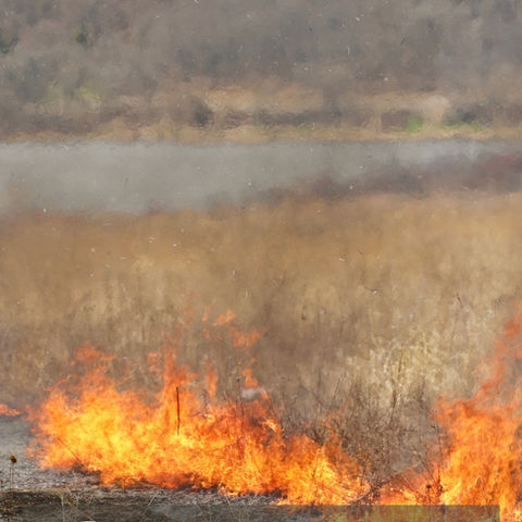 Photo shows a controlled cultural burn. California Wildfire Education.