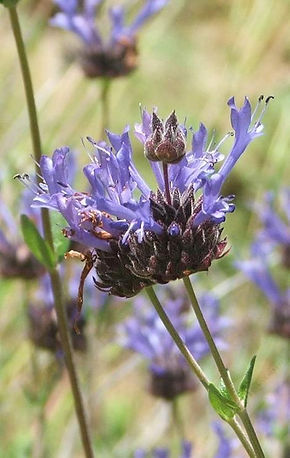 Salvia_clevelandii_Winifred_Gilman_Cleve