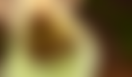 Concurso Fotográfico Bromeligenous 2019