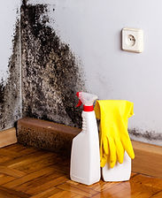 mold-removal-services.jpeg