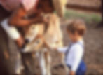 Milking Pantanal Lodge Barra Mansa