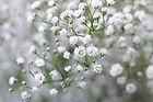 White-Gypsophila-Paniculata-Flowers.jpeg