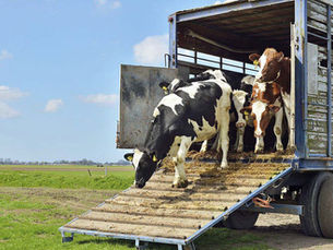 Des contrôles routiers renforcés sont menés en Eure-et-Loir pour vérifier les transports de bovins et prévenir toute introduction de la dermatose nodulaire contagieuse dans le département, actuellement indemne. ( Photo d'illustration Istock)