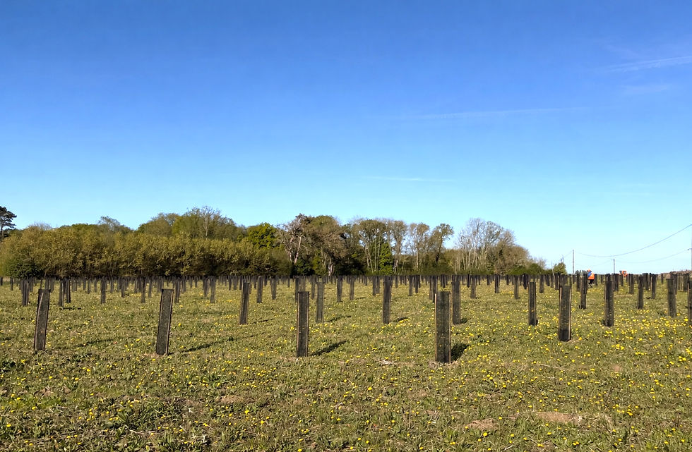 Une grande diversité d’essences a été plantée pour limiter les risques sanitaires et climatiques.