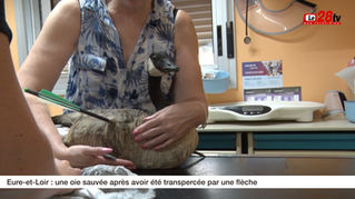 Carolane, accompagnée de trois amis, a sauvé une oie transpercée par une flèche il y a trois semaines au plan d'eau d'Ecluzelle (Eure-et-Loir)
