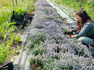 Les participants du programme Compagnonnage découvrent les gestes du métier directement sur le terrain à Boissy‑les-Perche en (Eure-et-Loir)